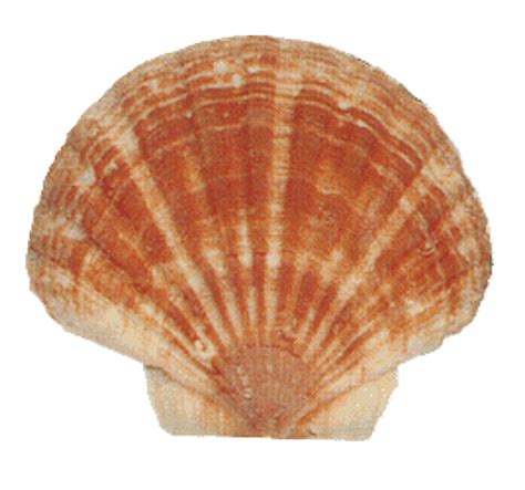 Irish Flat Pectin Seashells Irish Scallop Shell Craft Shells