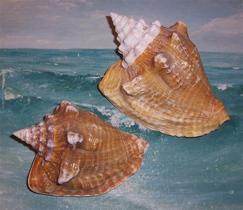 Set2 Large And Small Florida Keys Beach Collected Milk Conch Shell