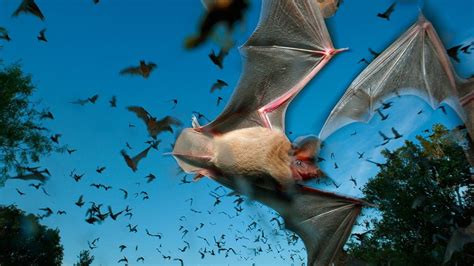 Group Of Bats Animals Bats Hd Wallpaper Wallpaper Flare