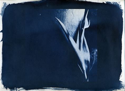 Cyanotype Flower 4 Cyanotype Flower And Nude Photographs By