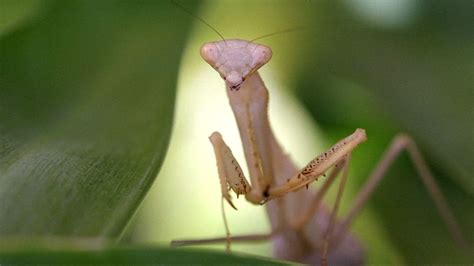 Stunning Slo Mo Shows Praying Mantises Look Before Leaping Shows