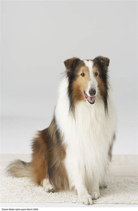 Was Lassie A Real Dog