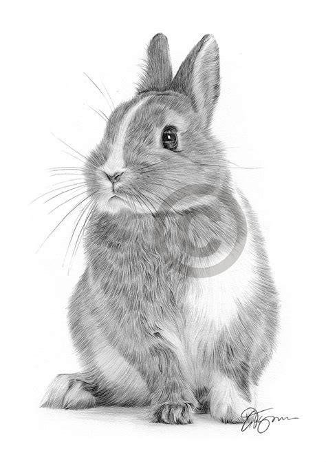 Pencil Drawing Of A Bunny Rabbit By Uk Artist Gary Tymon