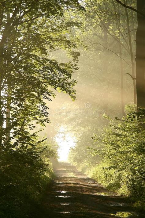 Path Through Spring Forest With Morning Sun Rays Stock Photo Image Of