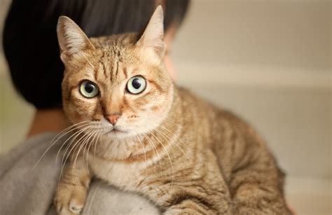 나우뉴스 핵잼 사이언스 ‘고양이 주인 타입은 5가지 중 하나과학적 분석해보니