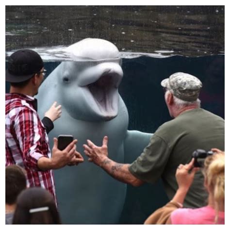 Beluga With A Big Smile Beluga Whale Photos Of The Week Funny Pictures