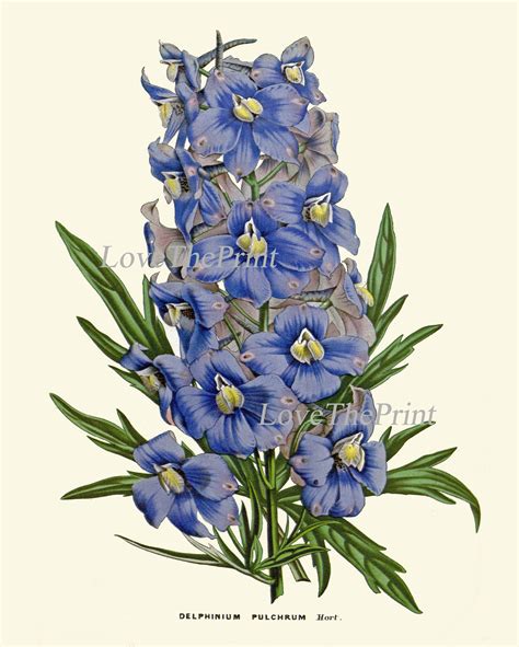Blue Flower Botanical Wall Art Print Set Of 2 Flowers Antique Etsy