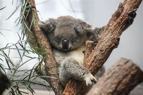 30 Adorable Photos Of Koalas Sleeping On Trees Best Photography Art