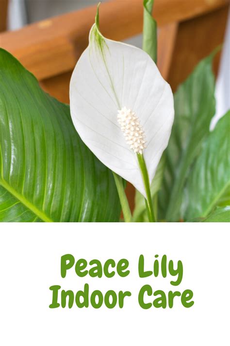 Peace Lily Indoor Care Indoor Plant Center