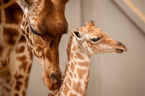 New Giraffe Calf Is A ‘mommas Boy Zooborns