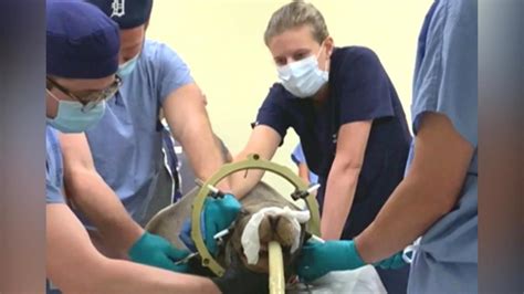 Brain Surgery Could Save Epileptic Sea Lions Life