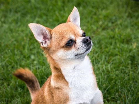 There Are Going To Be A Ton Of Chihuahuas Available For Adoption In Dc