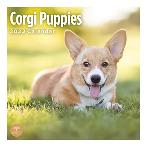Buy 2022 Corgi Puppies Wall Calendar By Bright Day 12 X 12 Inch Cute