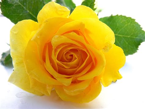 Free Yellow Rose 1 Stock Photo
