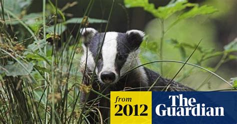 Badger Cull In Wales Scrapped For Vaccination Programme Badgers The
