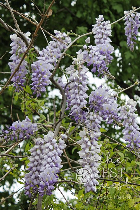 The wisteria flower is usually considered as a symbol of vitality and youngness and this flower can be used as a way to express the nature of people. Wisteria-Tree-in-full-bloom-is-shaped-different-than-the-Wisteria-Vine-2-The-Zest-Quest