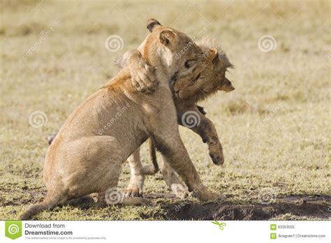 African Lion Cubs Stock Image Image Of Baby Reserve