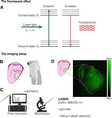 Optical Imaging Modalities Principles And Applications In Preclinical