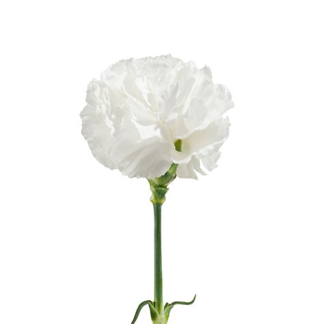 White Carnations Fresh Cut Flowers 100 Stems By Bloomingmore