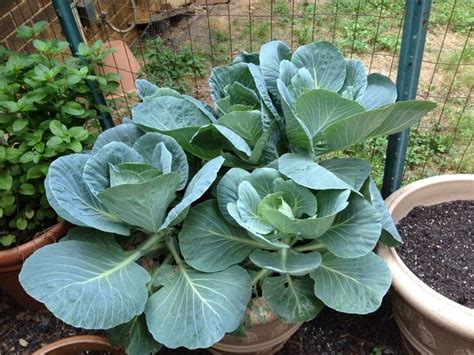 In fact, keeping these plants shaded as the season heats up will help them last longer. 13 Vegetables That Grow in Shade - Plant Instructions