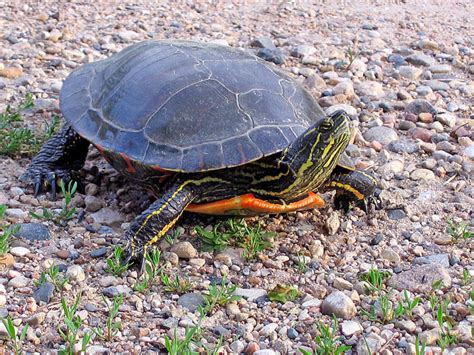 My mum knows that from adventure!) they only walk around the backyard, ingesting grass and your ultimate. Best Beginner Pet Turtles and Tortoises | PetHelpful