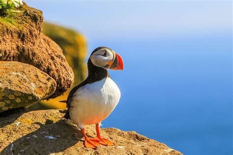 Puffin Facts Animals Of The World