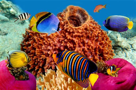Fishes Tropical Reef Coral Reefs Ocean Underwater Wallpaper For Desktop