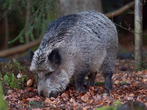 Wild Boar Eurasian Wild Pig Sus Scrofa Photograph By Martin Zwick