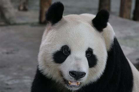 Fluffy Panda In Shanghai China Stock Image Image Of Single Leaves
