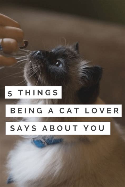 5 Things Being A Cat Lover Says About You Stay At Home Cat Mom Cat