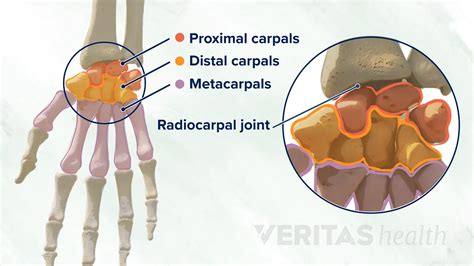 Anatomy Of The Wrist Joint Medicinebtg Vrogue Co
