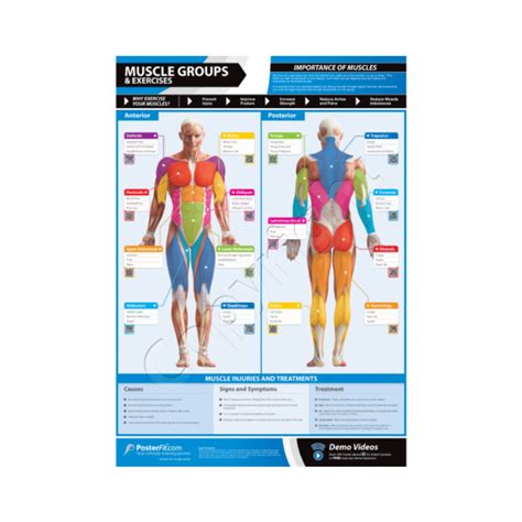 Posterfit Muscle Groups And Exercises Chart On Sale At Gym Marine