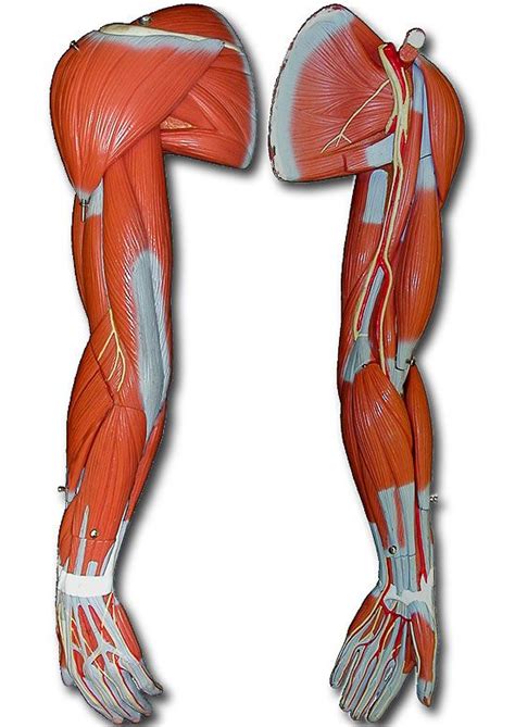 However, the muscle names often reflect something about their action, their shape, or their locations. Anatomy models, Arm anatomy, Arm muscles