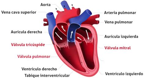 ¿qué Es El Corazón 📌 Anatomía Y Funcionamiento 2024