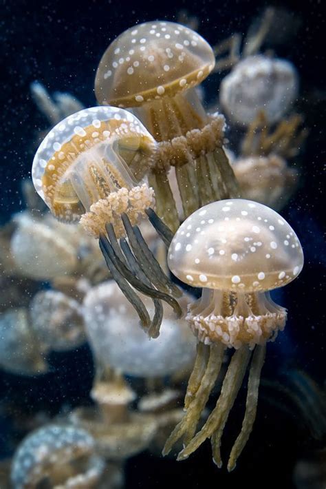 What Do Jellyfish Eat Which Is Kept In An Aquarium Sea Creatures