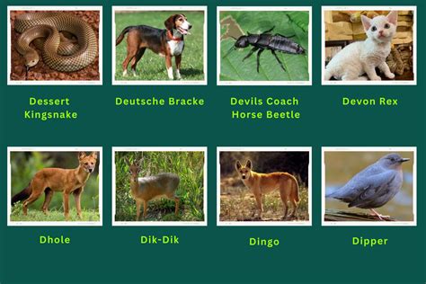 Animals Start With D Best Animals Guide