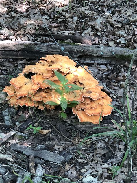 Edible Chicken Of The Woods Mushrooms Found On Hike July