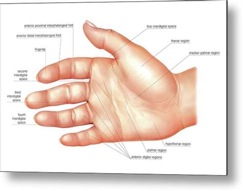 Anatomy Regions Of The Hand Art Print By Asklepios Medical Atlas The Best Porn Website