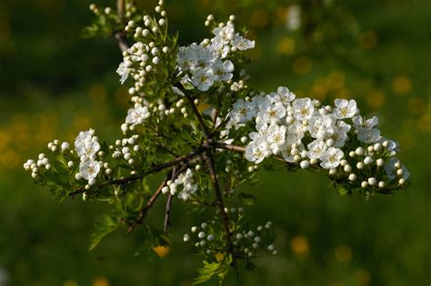 Hawthorn Blossom Flowers Wildlife Photography By Martin Eager