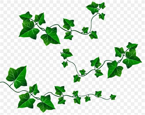 Vine Leaf Ivy Clip Art Png 6240x4964px Vine Branch Color Flower