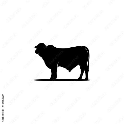 Cattle Angus Cow Silhouette Livestock Farm Logo Design Stock Vector
