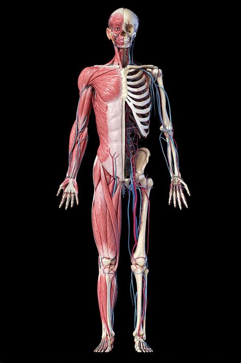 Full Body Human Skeleton With Muscles Veins And Arter