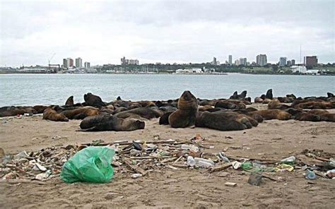 Preocupante Por La Contaminación Crecen Los Rescates De Animales En