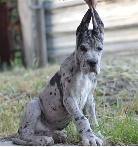 15 Great Dane Interesting Facts You Might Not Know The Paws