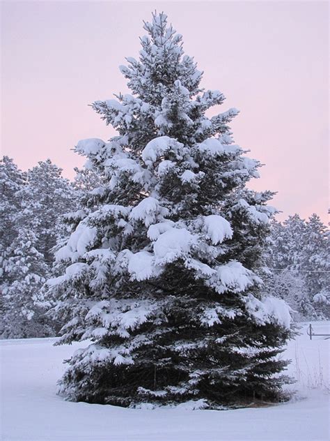 Snow Covered Pine Aglow Winter Scenery Pine Tree