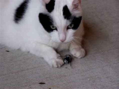 Bed bugs will feed on cats, dogs, birds or other animals when a human host is not present. Cat eats a weird loud bug, Cicada - YouTube