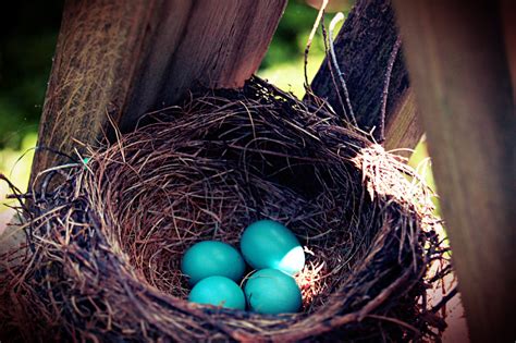 Nest & eggs by sprout ( @vveirdoe) source: Hydrangea Home by Dawn's Designs: A Perfect Robin's Nest