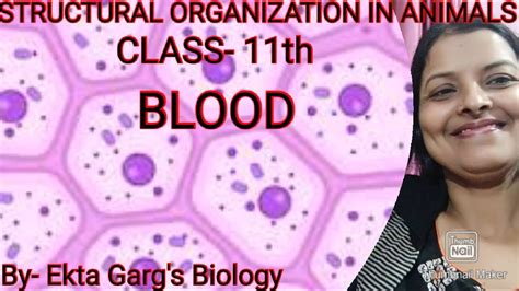 Vascular Connective Tissuebloodclass 11th Youtube