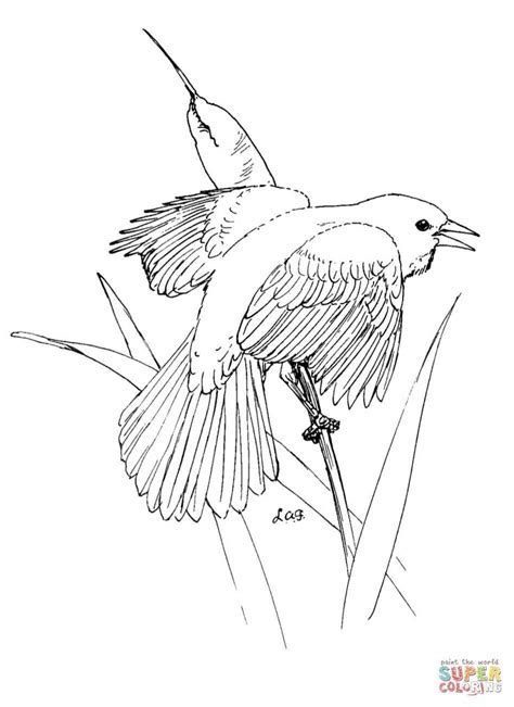 Blackbird Coloring Pages Free Coloring Pages Black Bird Red Wing