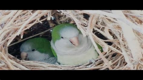 Bird Feeding Babies In Nest Mother Bird Feeding Baby Birds Mother Bird